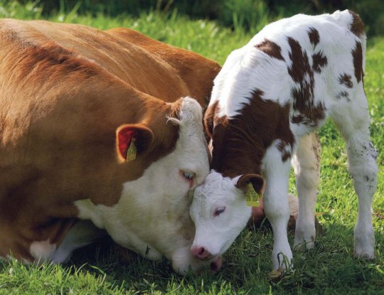 Cow Mother Motherhood Child